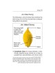Halachic Handbook: The Laws of the Succah and Four | Sukkot | Judaica